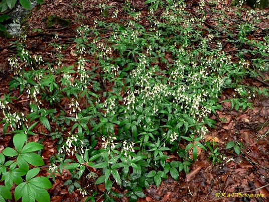 {Cardamine diphylla}